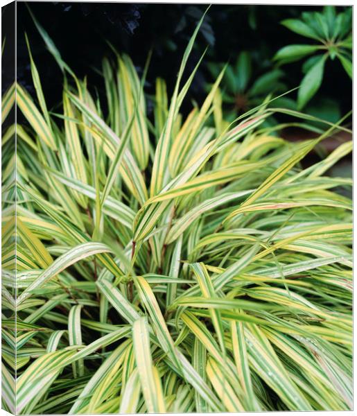Variegated grass growing in an english garden. UK. Canvas Print by Liam Grant