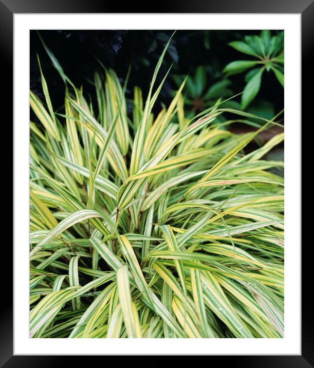Variegated grass growing in an english garden. UK. Framed Mounted Print by Liam Grant