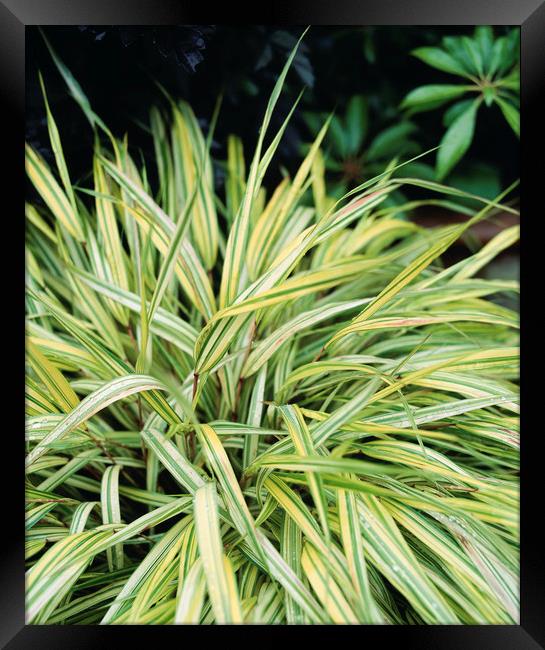 Variegated grass growing in an english garden. UK. Framed Print by Liam Grant