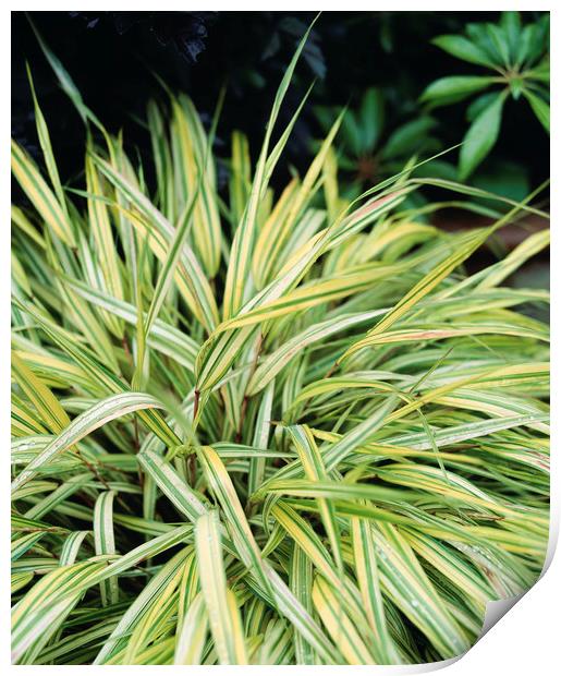 Variegated grass growing in an english garden. UK. Print by Liam Grant