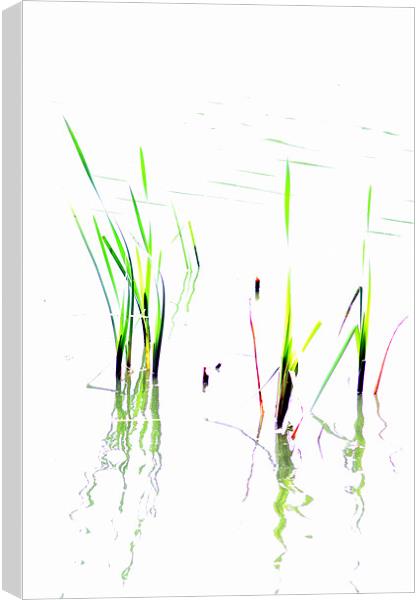 Water Reeds Canvas Print by Ian Coyle