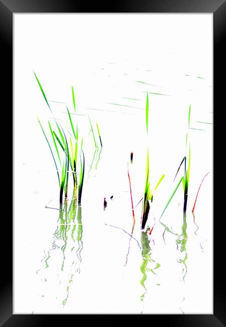 Water Reeds Framed Print by Ian Coyle