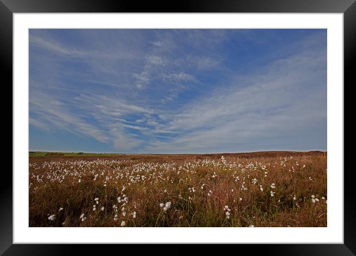 Cotton grass under blue skies Framed Mounted Print by Stephen Prosser