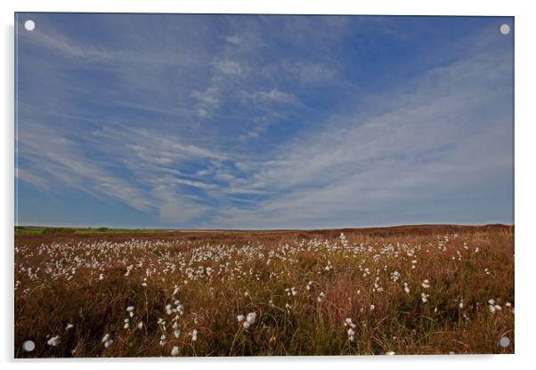 Cotton grass under blue skies Acrylic by Stephen Prosser