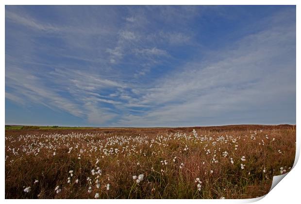 Cotton grass under blue skies Print by Stephen Prosser