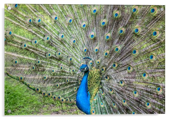The peacock portrait Acrylic by Svetlana Korneliuk