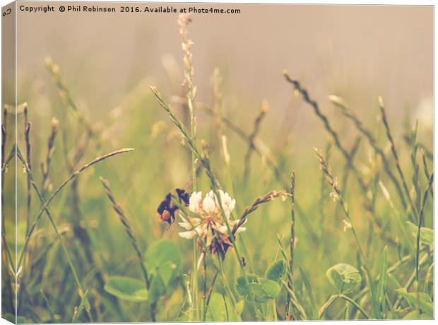 Bee on a summers day collecting pollen Canvas Print by Phil Robinson