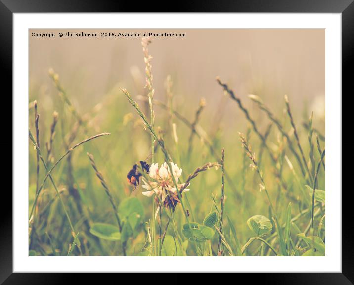 Bee on a summers day collecting pollen Framed Mounted Print by Phil Robinson