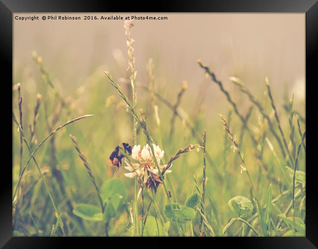 Bee on a summers day collecting pollen Framed Print by Phil Robinson