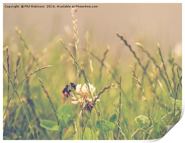 Bee on a summers day collecting pollen Print by Phil Robinson