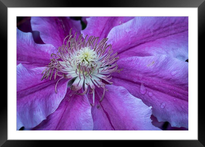Clematis Doctor Ruppel Framed Mounted Print by Michael Brookes