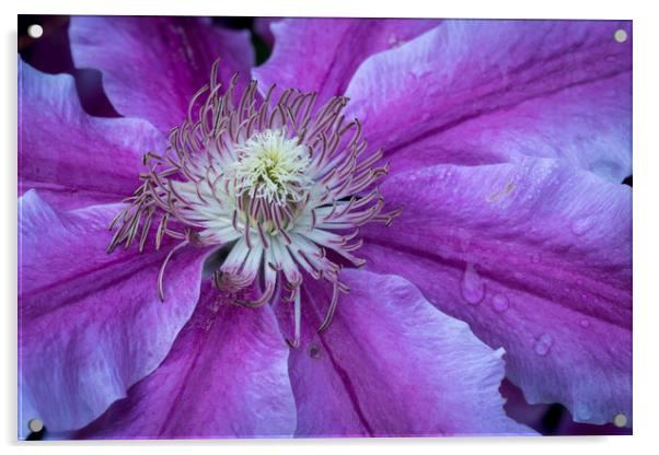 Clematis Doctor Ruppel Acrylic by Michael Brookes