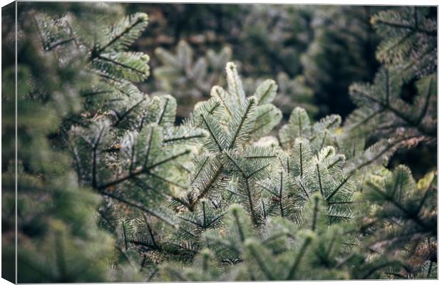 Detail of a Noble Fir tree (Abies Procera). Norfol Canvas Print by Liam Grant