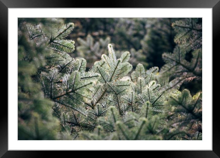 Detail of a Noble Fir tree (Abies Procera). Norfol Framed Mounted Print by Liam Grant