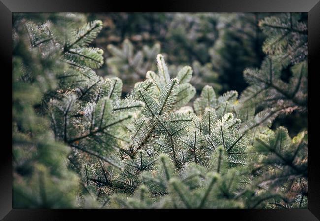 Detail of a Noble Fir tree (Abies Procera). Norfol Framed Print by Liam Grant