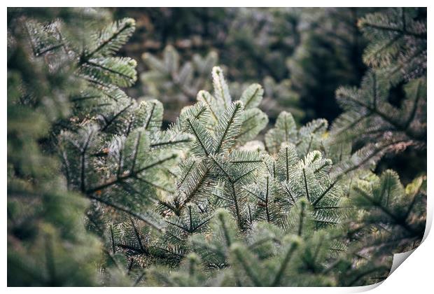 Detail of a Noble Fir tree (Abies Procera). Norfol Print by Liam Grant
