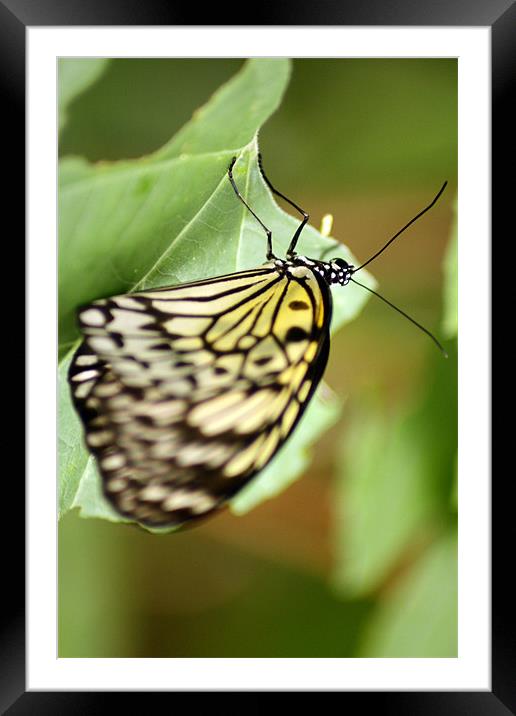 Life is like a butterfly Framed Mounted Print by Ian Coyle