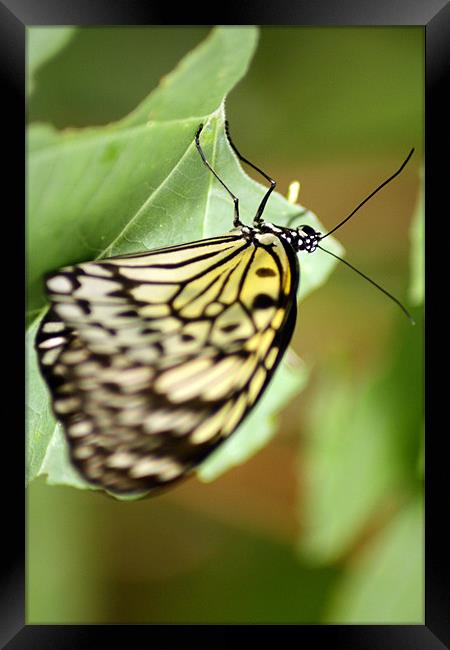 Life is like a butterfly Framed Print by Ian Coyle