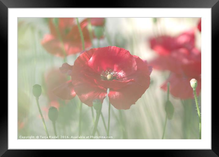 Poppy Romantic Framed Mounted Print by Tanja Riedel