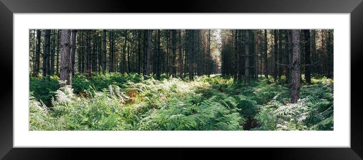 Fern growing among a dense pine forest on a hot su Framed Mounted Print by Liam Grant