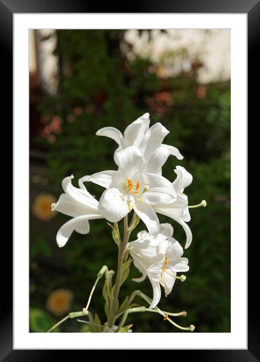 Lily flowers Framed Mounted Print by Adrian Bud