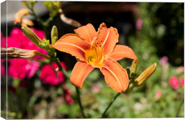 Orange Lily Flower Canvas Print by Adrian Bud