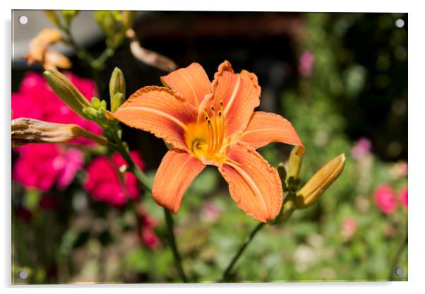 Orange Lily Flower Acrylic by Adrian Bud