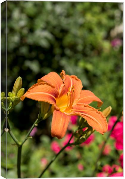 Orange Lily Canvas Print by Adrian Bud