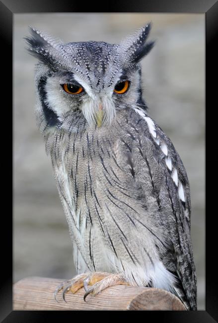 Scops Owl Framed Print by Harvey Hudson