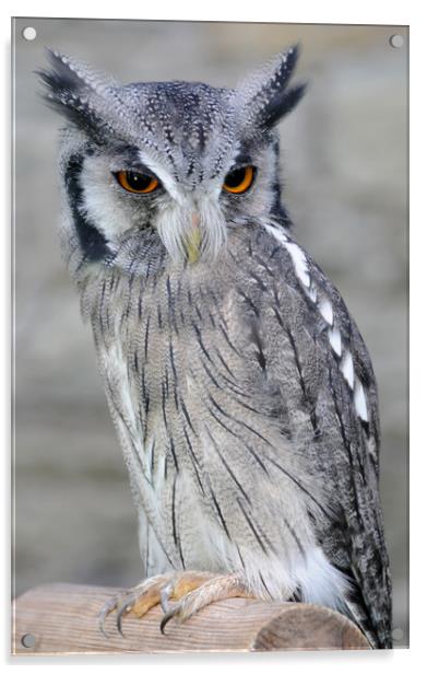 Scops Owl Acrylic by Harvey Hudson