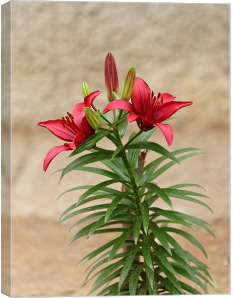 Red Lily flowers Canvas Print by Adrian Bud