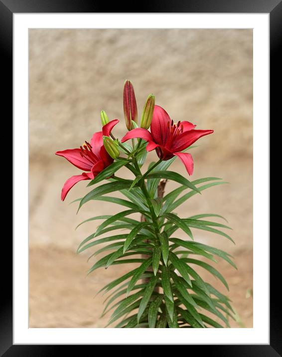 Red Lily flowers Framed Mounted Print by Adrian Bud