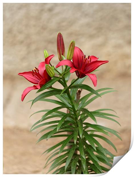 Red Lily flowers Print by Adrian Bud
