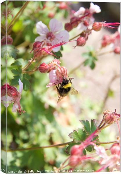 Bee with pink flowers Canvas Print by Sally Lloyd