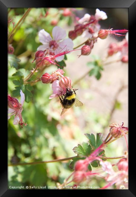 Bee with pink flowers Framed Print by Sally Lloyd