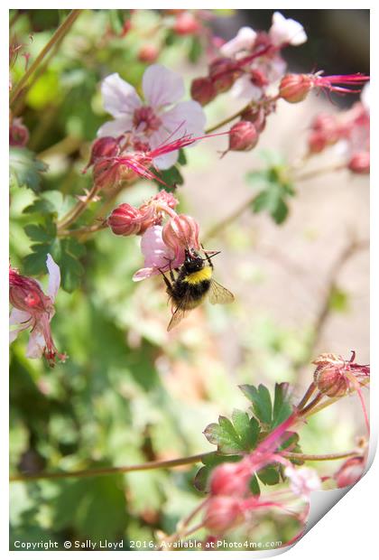 Bee with pink flowers Print by Sally Lloyd