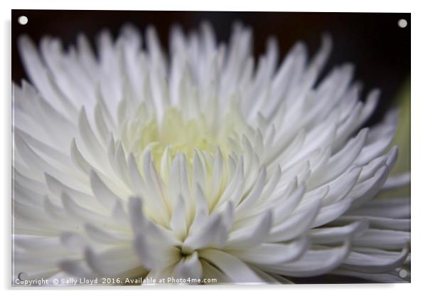 White Flower Three Acrylic by Sally Lloyd