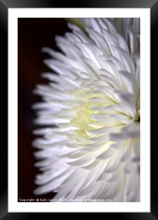 White Flower Two Framed Mounted Print by Sally Lloyd