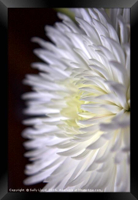 White Flower Two Framed Print by Sally Lloyd