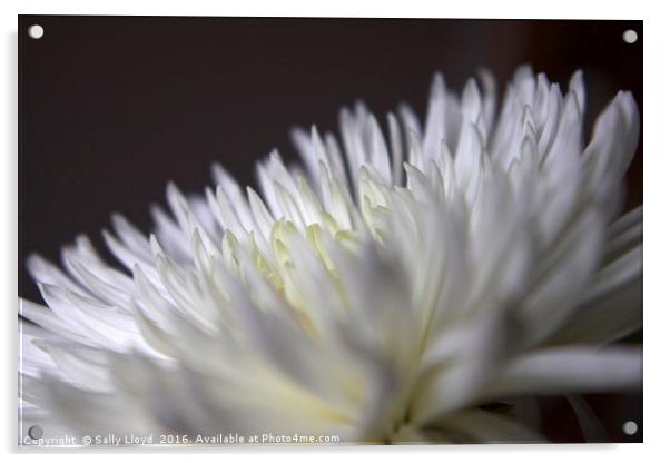White Flower One Acrylic by Sally Lloyd