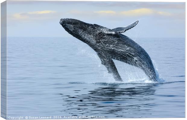 Breaching Hump Back Whale Canvas Print by Susan Leonard