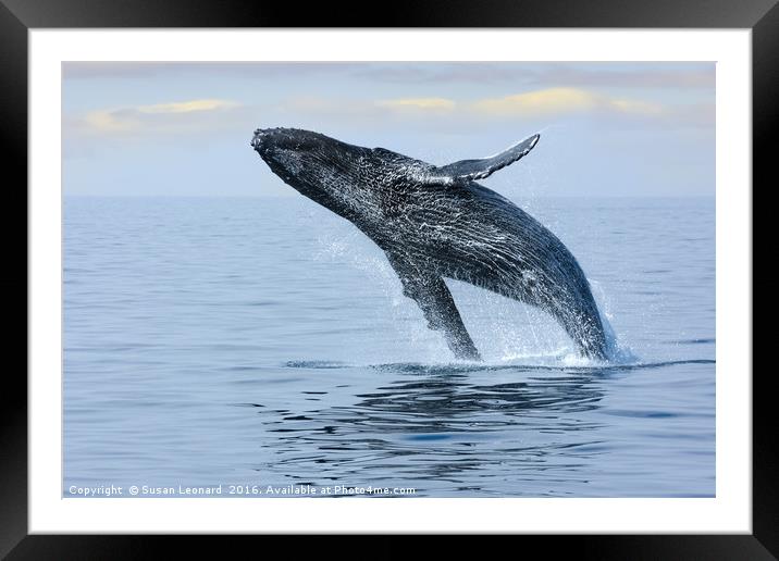 Breaching Hump Back Whale Framed Mounted Print by Susan Leonard