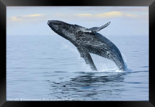 Breaching Hump Back Whale Framed Print by Susan Leonard