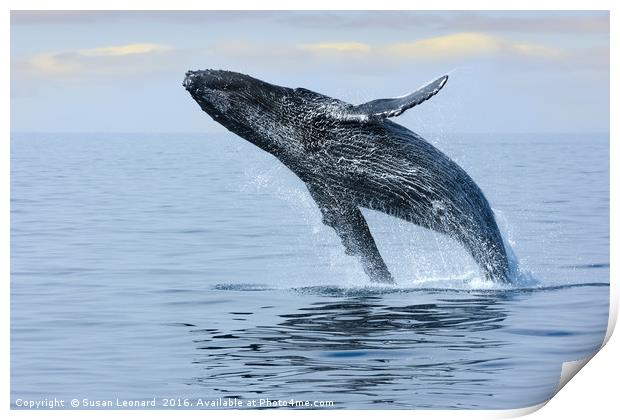 Breaching Hump Back Whale Print by Susan Leonard