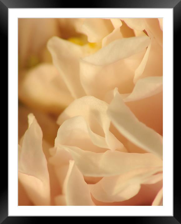Peachy Rose Framed Mounted Print by Julie Coe