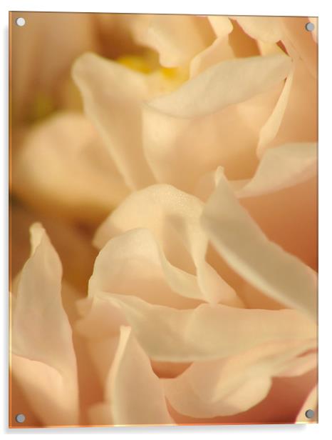 Peachy Rose Acrylic by Julie Coe