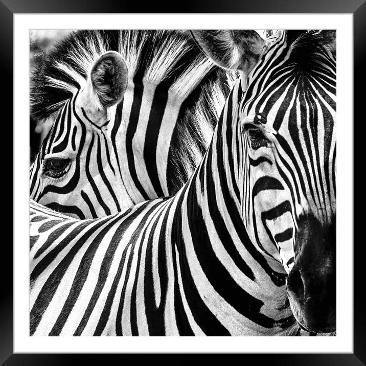 Zebra study Framed Mounted Print by Norman Ferguson