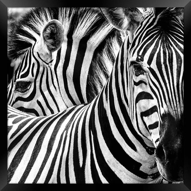 Zebra study Framed Print by Norman Ferguson
