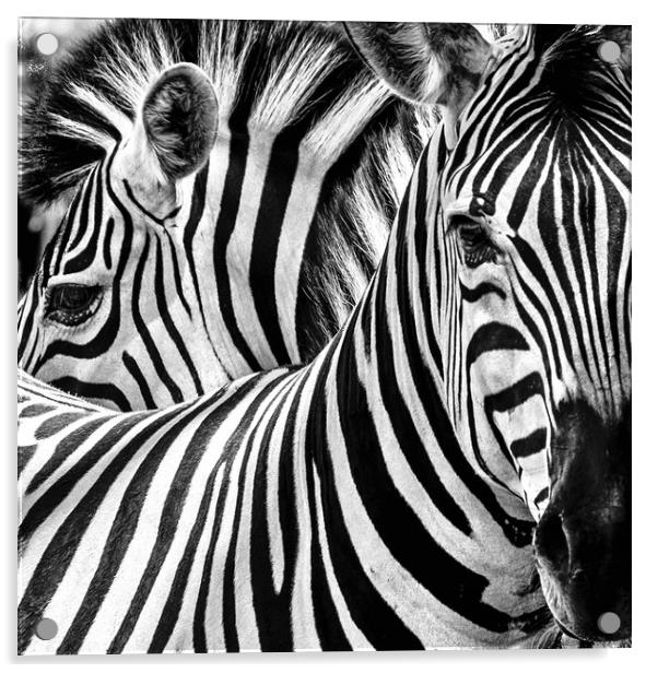 Zebra study Acrylic by Norman Ferguson
