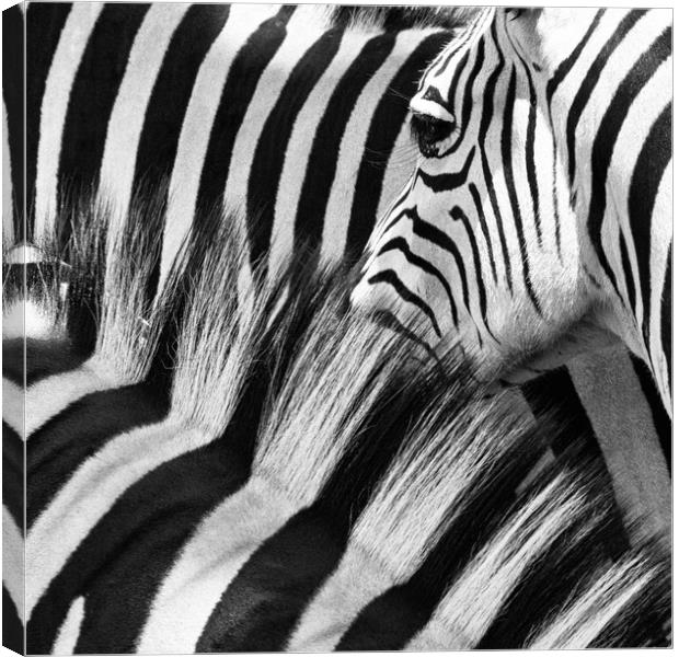 Zebra Close up Canvas Print by Norman Ferguson